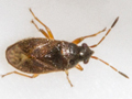 Stygnocoris sabulosus